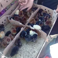 جوجه محلی رنگی اردک