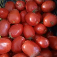 گوجه‌فرنگی