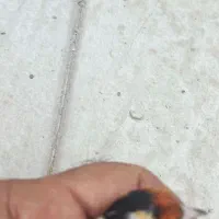 سهره چهار گل سه طرف