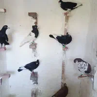 جوجه نربزرگ جفتی پلنگ
