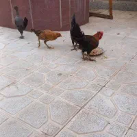 4تا مرغ با یک خروس