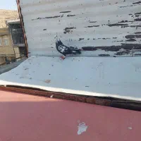 کفتر