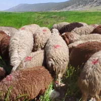 میش وبره داشتی