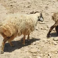 فروشی