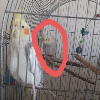 عروس هلندی