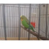 مرغ عشق جفتش مرده