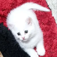 گربه|گربه|ماهدشت, |دیوار