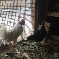مرغ وخروس گلین