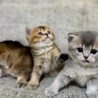 گربه بریتیش گلد عروسکی
