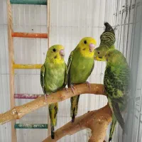 مرغ عشق زیتونی خاص