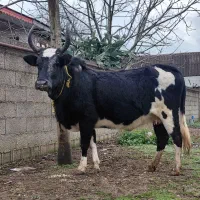 گاو چالوسی اصل شاه گاو ۲ راس اماده زایمان