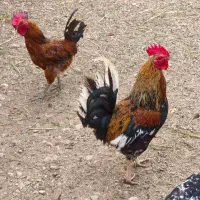 خروس گلین