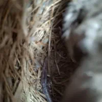 قناری|پرنده|باوی, |دیوار