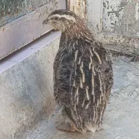 بلدرچین کوهی