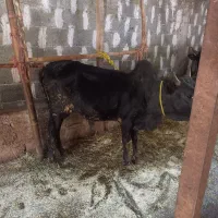 گاو نر ورزا کوله