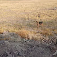 سلام یک سگ گمشده