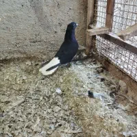 دمسفید|پرنده|اهواز, ملاشیه|دیوار