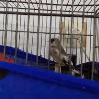 سهره|پرنده|مشهد, حضرت حجت|دیوار