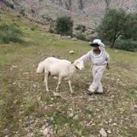قوچ کر چینی تک