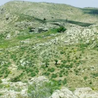 علوفه دام کاه سبز(جاشیر)