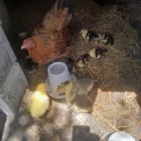 جوجه قو غاز وجوجه اسرایلی