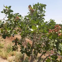 باغ پسته و زراعت