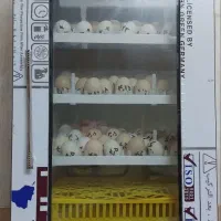 دستگاه جوجه کشی ، گنجه ، قفص سه طبقه جوجه