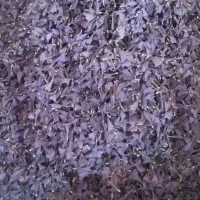 فروش گل گاوزبان وگل خبازی وزعفران نگین ومعمولی