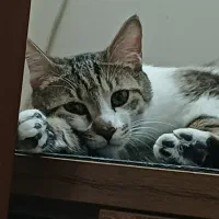 واگذاری گربه DSH