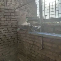10عددکبوتر