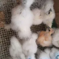 جوجه ابریشمی