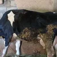 گاو
