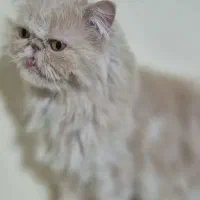 پرشین سوپرفلت
