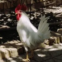 خروس