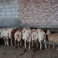 ۳۱راس بره نره قیمت کیلوی ۶۴۰