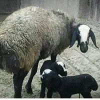 میش وبره  دوقلو زا درجه ۱ وزن بالا
