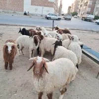 گوسفند فروشی زنده درجه یک عربی