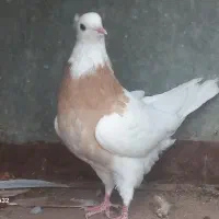 انواع کبوتر زینتی و پرشی