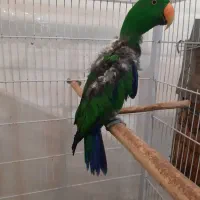اکلکتوس نر ۸ ساله