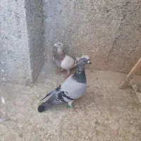 شهرستانی پلاکی