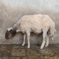 قوچ ورن