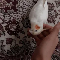 گمشده عروس طوطی