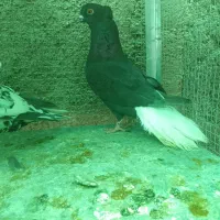 کفتر ماده دمبی  و شهری