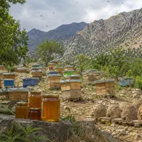 عسل تویسرکان