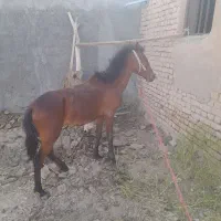 کره اسب نژاد کرد
