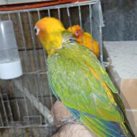طوطی خورشیدی سان کانور