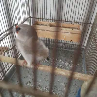 سهره کرمانی