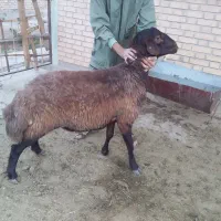 بره قوچ همو هترو نر ماده میش (برای اصلاح نژاد گله)
