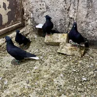 کبوتر زاغ دم سفید سرخ دم سفید زاغ