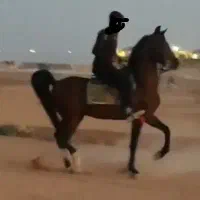 اسب ۶دانگ زیبا